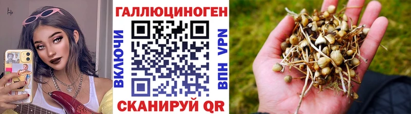 Псилоцибиновые грибы Psilocybine cubensis Тобольск